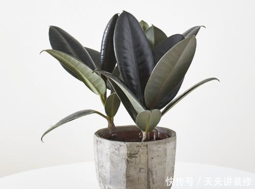 『盆顶』花店老板说漏嘴:养5种绿植真赚,去异味吸甲醛,养1盆顶个净化器