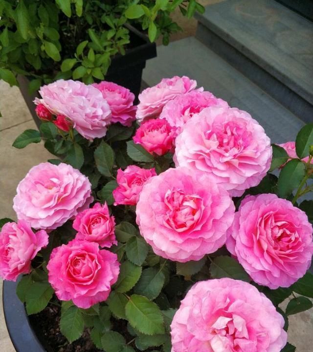  『芳香』家养此款小花，花开似牡丹，花姿清雅，芳香馥郁，美翻了整个家