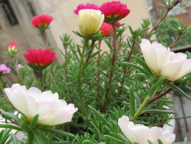  种花草：很好养的6种花草，扦插生根快，花儿开成团，漂亮易养活