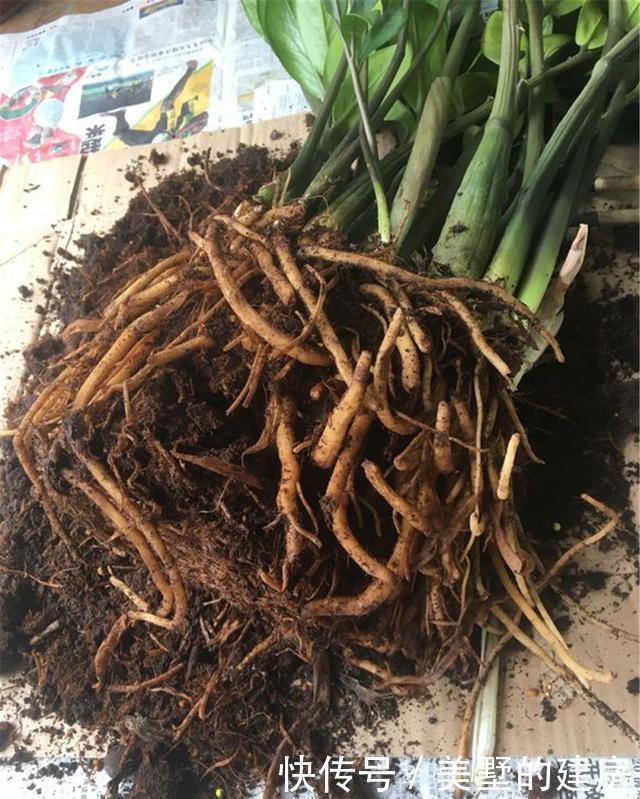 养殖|“金钱树”能开花?坚持这3点,不出3年你也行