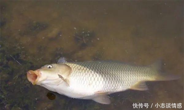 『永远』夏天钓鱼,这几个小细节不改过来,永远别想钓大鱼