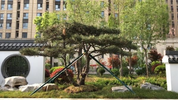  石家庄@石家庄家门口的小园子越来越多、越来越美！