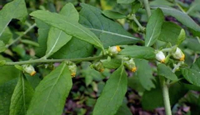 农村山坡上一种草药，以前常被当野草除掉，如今农民却大面积种植