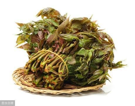  挑选■买香椿芽时，选紫香椿还是绿香椿？不会挑选的，学学种植户的方法