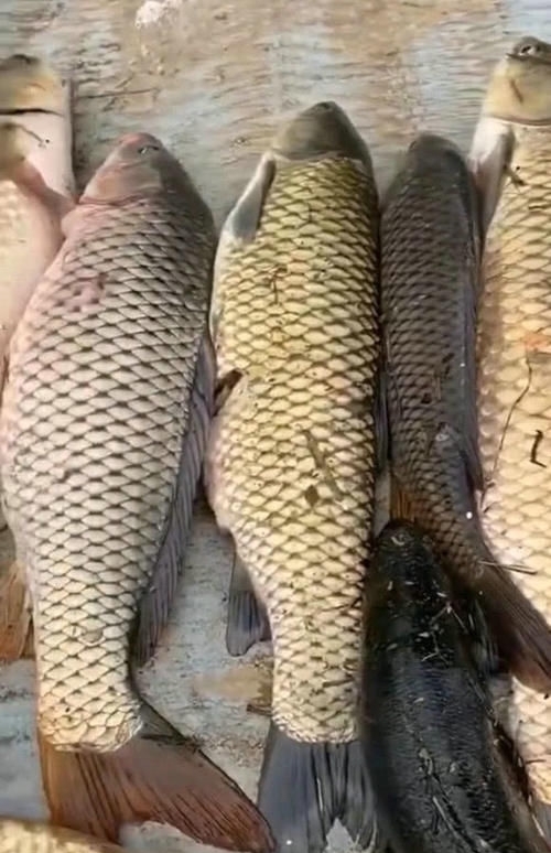 『男子』男子湘江“可视化锚鱼”,几十斤大鱼接连上岸,网友:能钓光湘江鱼