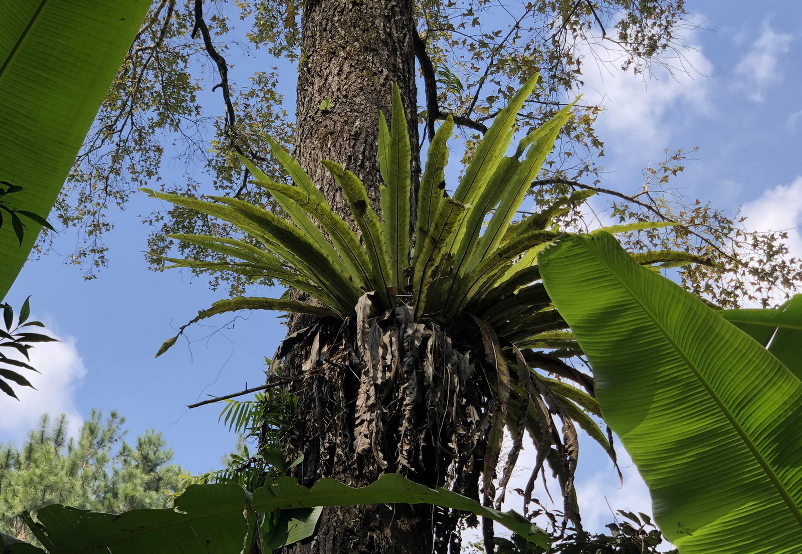 海南岛五指山区热带雨林“空中花篮”