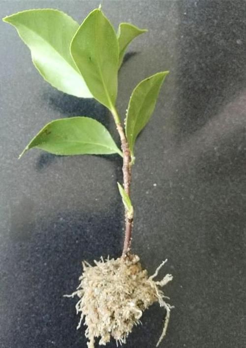 疏松透气■茶花扦插,就用“此”方法,插一盆活一盆,蹭蹭长不停,成活率高