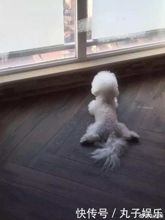 赵丽颖终于忍不住9字回应怀孕传闻！网友：虽未怀孕但恋情……