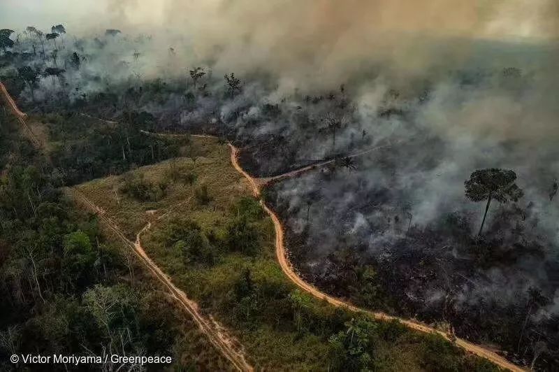 亚马孙雨林之殇  痛惜之外更需要反思