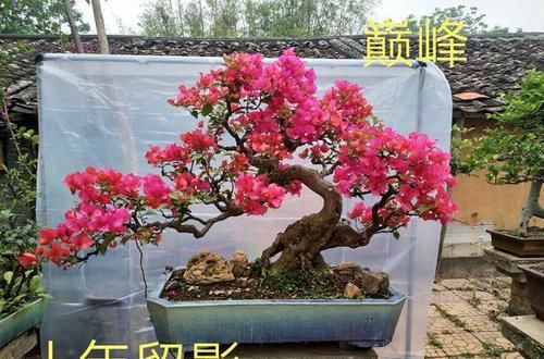  『营养』三角梅盆景不会修剪？只需去掉10种枝条及短重疏原则，造型很简单