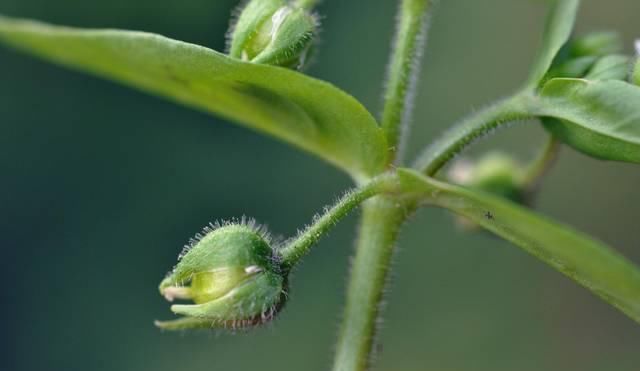  「殊不知」农村一大“恶草”，过去农民见到就拔掉，殊不知是稀罕降压野菜