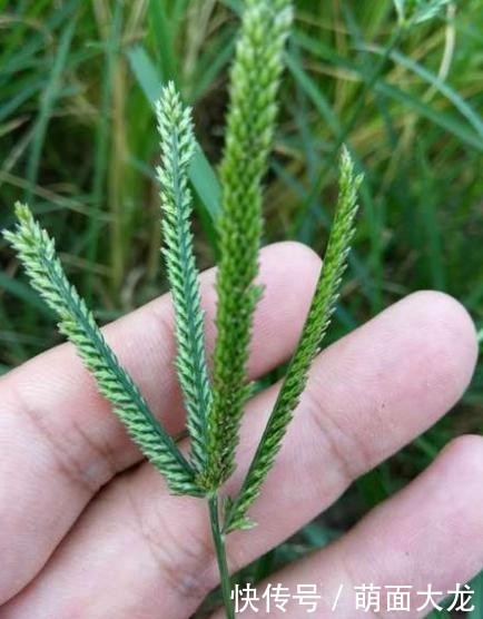  「牛筋草」乡间1种“野草”，长路边不起眼，农民当害草，竟有人
