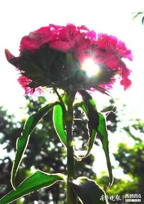 『开花』似竹非竹的石竹开花了