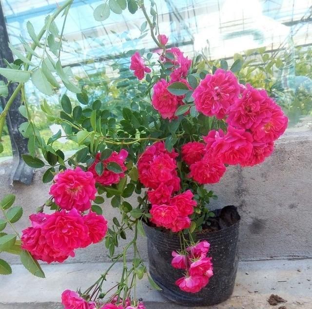 「植物」有院子养“2种花”,一枝窜到3米高,开花多又香,美到惊艳