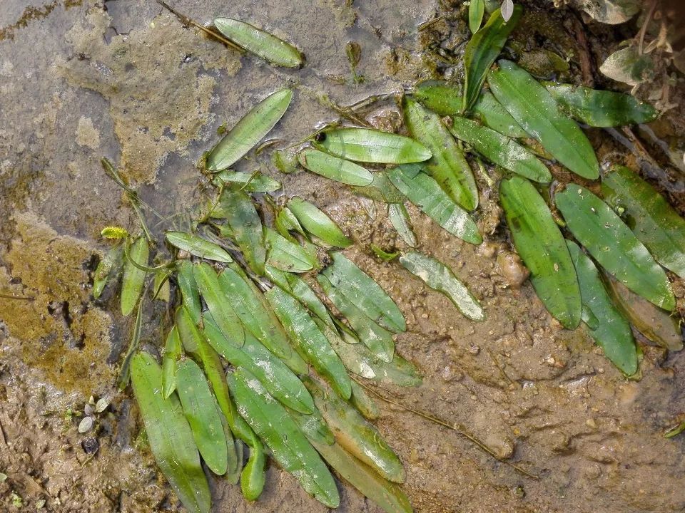 水稻田里一种似竹叶的野草，农民痛恨不已，却是3元一斤稀罕野菜