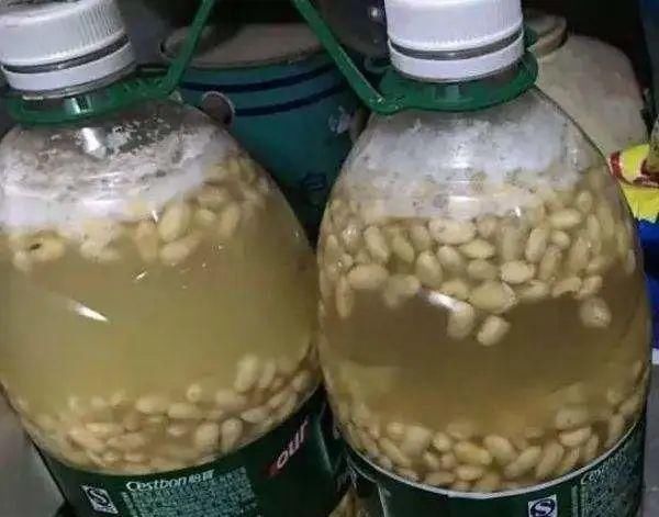 用法■“塑料瓶”竟是养花神器,学会“4种”用法,一生受用、养花旺