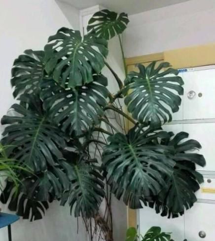  龙舌兰@有4种“植物”最适合养客厅，有钱人都爱养，难怪越来越富！