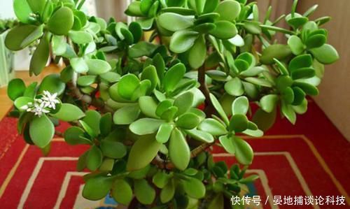 「名字」客厅摆上6种花,不仅养人还旺财,一听名字就是吉祥花