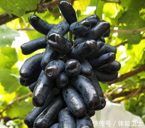 #种植#3种“果树”最牛逼,沾土就能活,好养如绿萝,味道有酸有甜