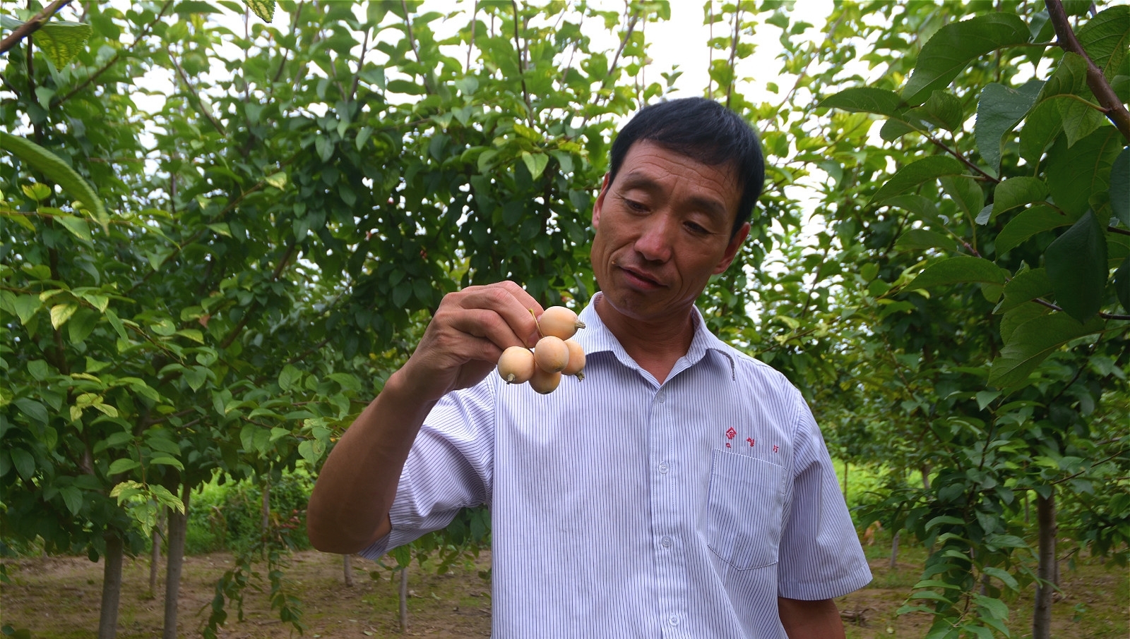 农村人种植漂亮的树，花可观赏，果子可以吃，愁于没有销路