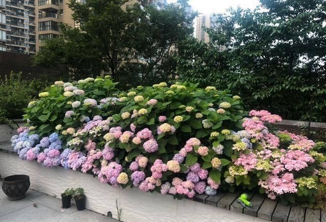  『露台花园』造花园，一定不能少这3种花，每一种都是当之无愧的开花机器！