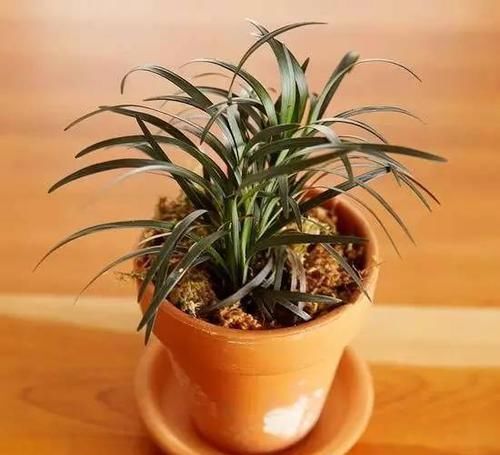  [植物]12种能养玻璃瓶中的植物，喜欢纯粹的绿植