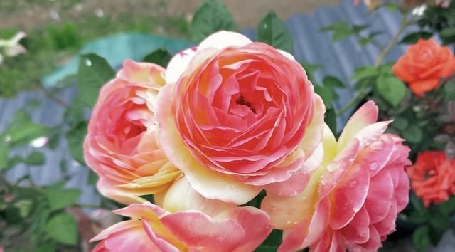 【詹森的花】此种观赏花卉,一树多色花,全年花开不停,种植容易,盆栽也可以