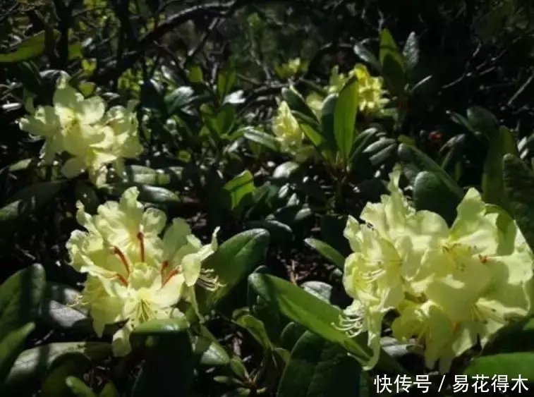 杜鹃@国家Ⅱ级珍稀濒危物种|东北地区特有的牛皮杜鹃