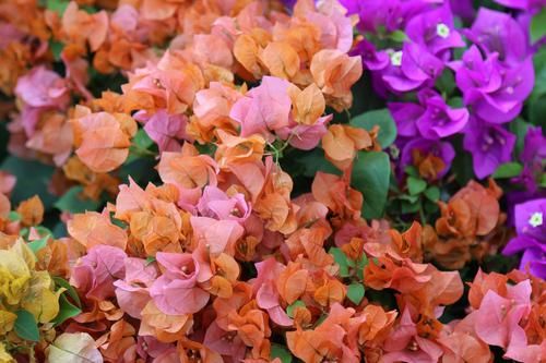  『三角梅』喜欢在家中养护花卉，就选择花期长，花色绚丽的3种花卉养护