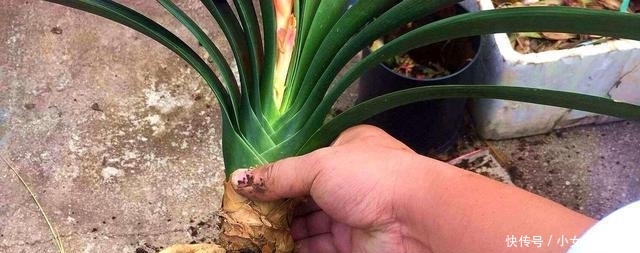 「植物」君子兰、吊兰不见长、不开花?赶紧换个盆,根系壮,叶片长不停!