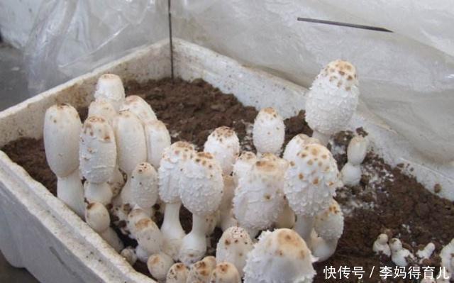 发芽:4月在家养“蘑菇”,清鲜独特、营养丰富,7天天发芽,1盆能吃2年