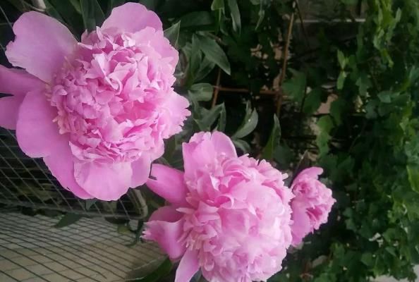  保鲜剂@“五月花神”就要开花啦！现在是最佳观赏期，一年就等这半个月！