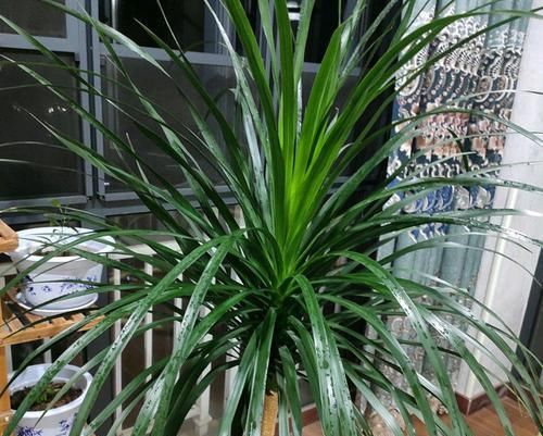 变红:龙血树叶片发红易下垂倒伏无活力?5个原因大家考虑一下