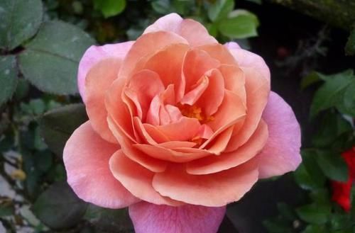 『艳丽』喜欢在家中养护漂亮花卉,就选择花色艳丽,花期长的花卉,优雅