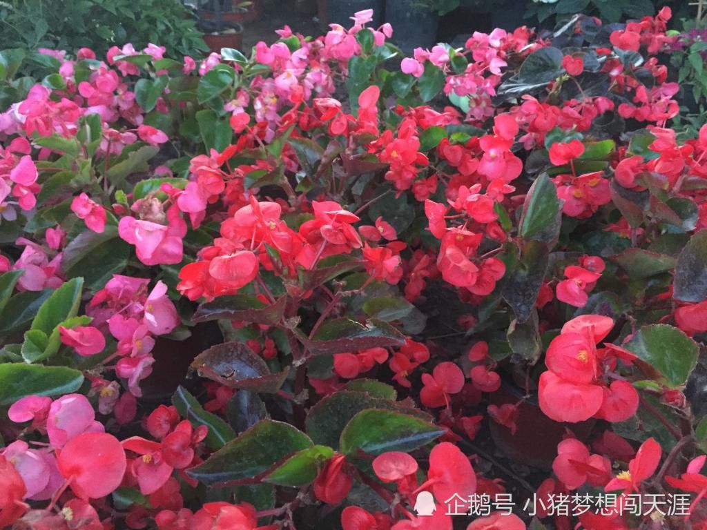  「海棠」夏天都开花的海棠——四季海棠，网友：四季海棠有毒吗？