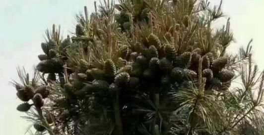  #疯涨#收购价疯涨，1斤50元供不应求，果农舍不得吃，为啥松子这