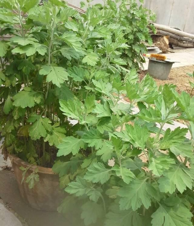  『家里』3种长得丑的植物，很多人嫌弃，但聪明人会养，难怪越来越健康！