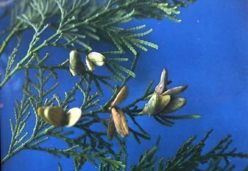  养花常识@旁杞木为红树科的一种，小枝和枝干燥时紫褐色。