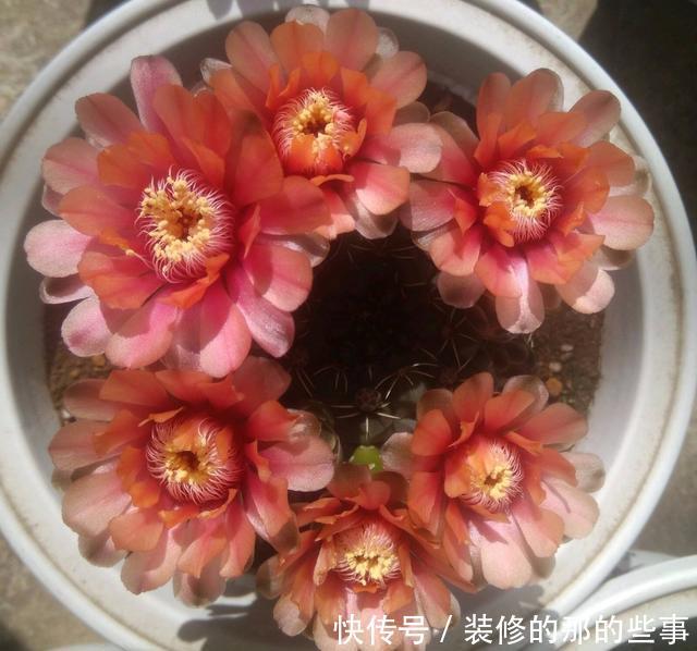 「一大」仙人球绯花玉怎么养?光照施肥充足,花苞一大圈,能开好多花
