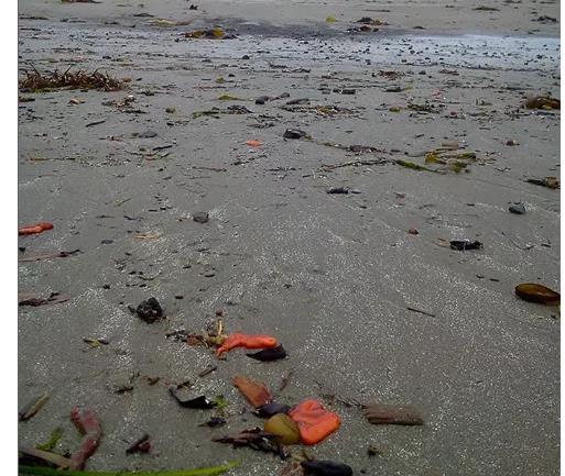 游客海滩发现大量“红辣椒”，小孩刚想伸手抓起却被制止