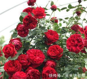 艳丽@喜欢在家中养护花卉,就选择花色艳丽,花朵硕大的3种花卉,优雅