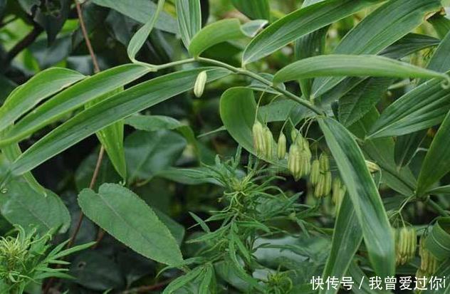 20年前都拿去喂猪，如今一棵300元，价值珍贵成男人最爱