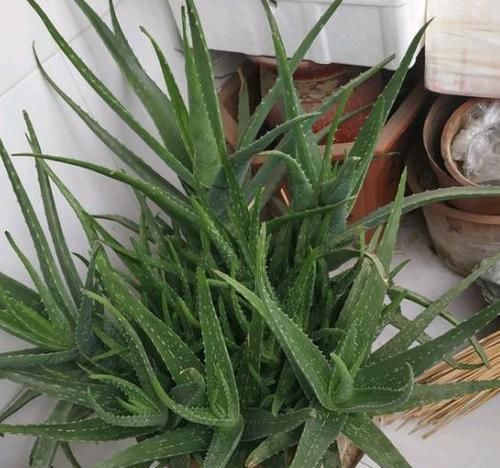  『芦荟』养芦荟，按照这个“路子”，蹭蹭冒小芽，叶片粗壮厚实，挤满盆