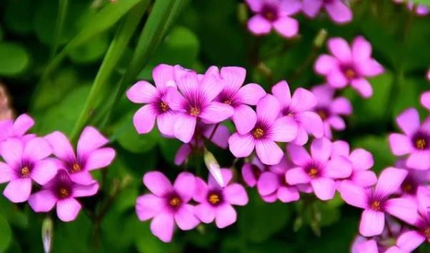  『清新』这几款花卉颜值高，养在阳台只要有水就能活，花朵清新淡雅，超美