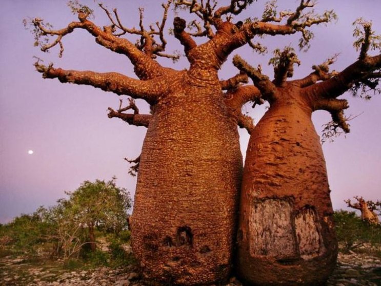 世界最贵的5棵树,中国的这一棵价格过亿,很少人知道