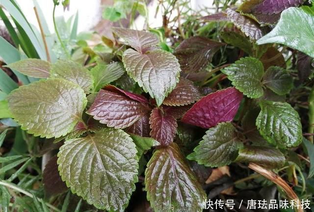 花盆@春天来了,酸咪草都开了,紫苏都种活了!