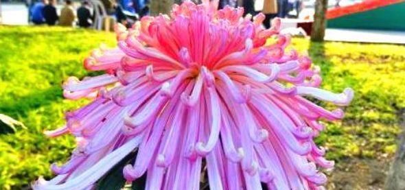 #龙沙宝石#喜欢养菊花,就养盆“珍稀菊花”,花开“盘龙出海”,霸气粉艳!