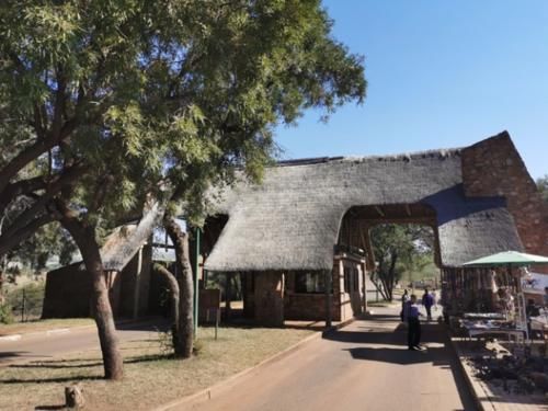 非洲最会“骗人”的植物，把自己伪装成玉石，中招的游客不计其数