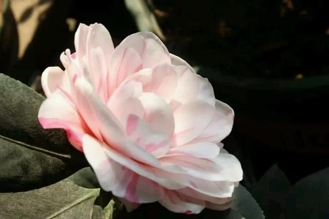 花芽分化|茶花盆栽留花苞技巧,舍得疏花苞,茶花开花比碗大