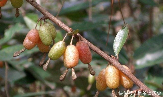  「果实」人称“羊奶果”，小时候常常吃，如今城里盆栽做盆景，已成稀罕货